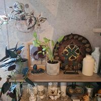 シンゴニウム,シンゴニウム チョコレート,植物,フェイクグリーン,no green no lifeの画像