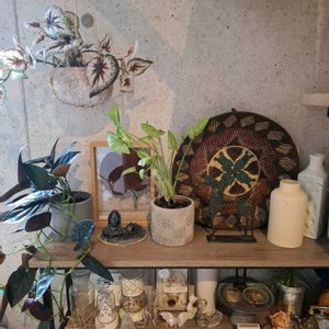 シンゴニウム,シンゴニウム チョコレート,植物,フェイクグリーン,no green no lifeの画像