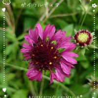 ガイラルディア,ガイラルディア グレープセンセーション,小さな庭から,ガーデニング初心者,今の庭の画像