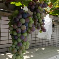 ブドウ,ブドウ,驚き!!,おでかけ先,季節の楽しみ♡の画像