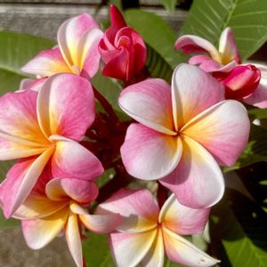 Plumeria "Divine",グリーンファームあい菜フローラ店,車庫の画像