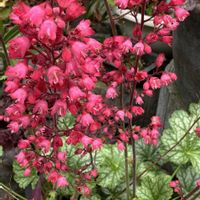 ヒューケラ,小さなお花,キュンキュン乙女倶楽部,お出かけ先の画像