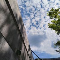 カシワバアジサイ,シマトネリコ,セミ,空と雲,✢ふこポエム✢の画像