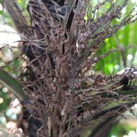 ヤシの木,Lytocaryum insigne,Syagrus insignis,観葉植物,地植えの画像
