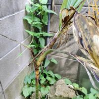 ヤシの木,チャメドレア・メタリカ,Chamaedorea・metallica,観葉植物,地植えの画像