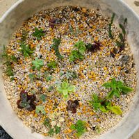 多肉植物いろいろ,多肉植物,多肉初心者,カット苗,野外管理の画像