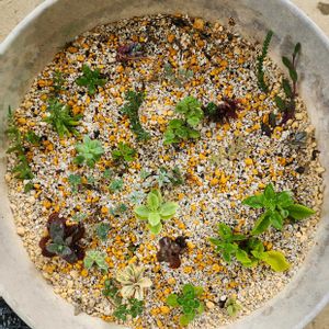 多肉植物いろいろ,多肉植物,多肉初心者,カット苗,野外管理の画像