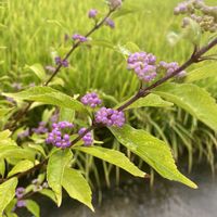 ムラサキシキブ,秋の花,花のある暮らし,秋の気配,暑さに負けるなの画像