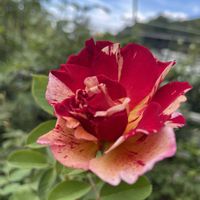 バラ,バラ,夏の花,花のある暮らし,バラを楽しむの画像