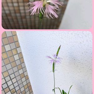 クジャクサボテン,ナデシコ,多肉植物,観葉植物,挿し木の画像