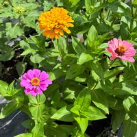 花のある暮らし,お散歩写真,緑のある暮らし,GSに感謝。,平和を願うの画像