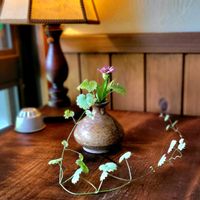 ヒャクニチソウ,カキドオシ,山野草,野草,里山続きの庭の画像