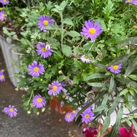 ブラキカム,感謝,楽しみ〜,小さな花壇,花のある暮らしの画像