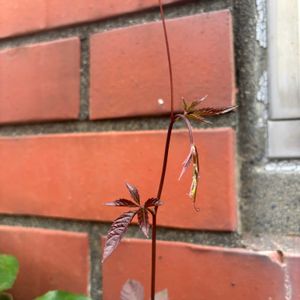 ヤブガラシ,ヤブガラシ,ヤブガラシ,雑草,ガーデンリフォームの画像