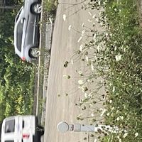ユキヤナギの画像