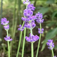 ラベンダー,ラベンダー,小さな花,癒し,パープルの画像