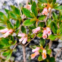 山野草,登山,花のある暮らし,高山植物類,緑のある暮らしの画像