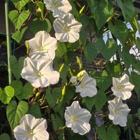 ヨルガオ,ユウガオ,感謝,花のある暮らし,いつまでもの画像