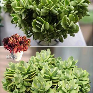 ゴールデンブリッジ錦,ピンクジェニー,多肉植物,育てやすい多肉植物,多肉植物寄せ植えの画像