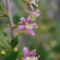 クコ,クコのお花,赤い実,自生,マクロ撮影の画像