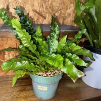 アスプレニウム,アスプレニウム エメラルドウェーブ,観葉植物,植え替え,シダ植物の画像