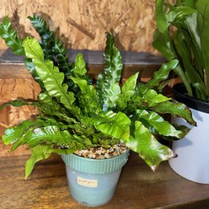 アスプレニウム,アスプレニウム エメラルドウェーブ,観葉植物,植え替え,シダ植物の画像