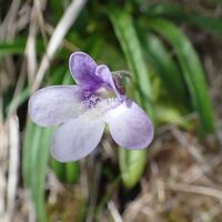 ムシトリスミレ,食虫植物,山歩き,高山植物類,日本固有種の画像