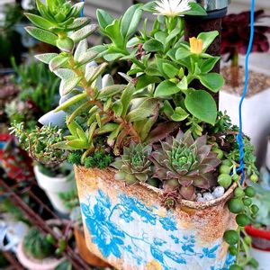 グリーンネックレス,バラ,ベビーサンローズ,薔薇,カエルさんの画像