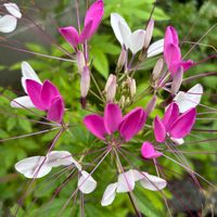 クレオメ,種から,花のある庭,おうち園芸,小さな庭の画像
