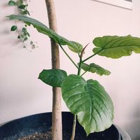 ウンベラータ,観葉植物,インドアグリーン,葉っぱ好き,みどりのある暮らしの画像