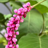 オオケタデ,オオケタデ,かわいい,癒し,花のある暮らしの画像