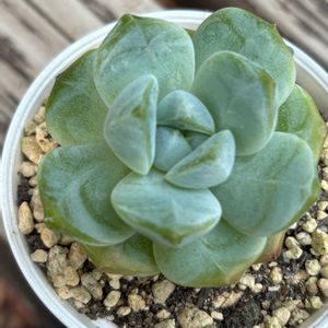 多肉植物,エケベリア属,成長,記録,置き場所問題の画像