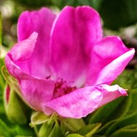 ハマナス,ピンク,ピンクの花,大好きな花,シルエット❤︎の画像