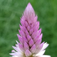 ノゲイトウ,セロシア(ノゲイトウ),ピンク,ピンクの花,大好きな花の画像