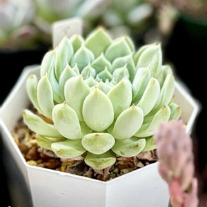 沙羅姫牡丹,アルバ美尼,ドリームローズ,多肉植物,癒しの画像