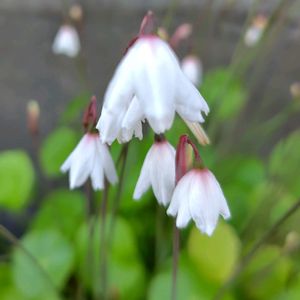 秋咲きスノーフレーク,夏花火,草花火,アキザキスノーフレーク,草花火（タリナム）の画像
