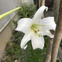ヒポエステス,百合,ハイビスカス マリーナサンライズ,グリーンホビー,お花に癒されるの画像