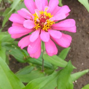 ヒャクニチソウ,パッションフルーツのお花,挿し木,今日のお花,種蒔きっ子の画像