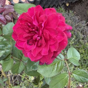 バラ,ピンクのバラ,真っ赤な薔薇,ザマッカートニーローズ,薄ピンクの薔薇の画像