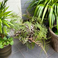 トキワシノブ,シダ植物,新芽,ビオトープ,クルクルの画像