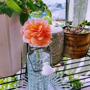 セダム,バラ,ミニバラ,薔薇,グリーンアイスの画像
