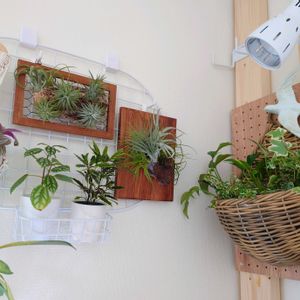 観葉植物いろいろ,エアプランツ,観葉植物,成長記録,お気に入り♡の画像