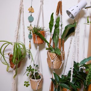 観葉植物いろいろ,観葉植物,成長記録,マクラメハンギング,記録用の画像