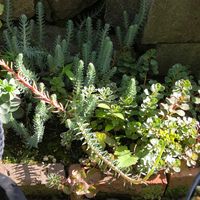 セダム,多肉植物,観葉植物の画像