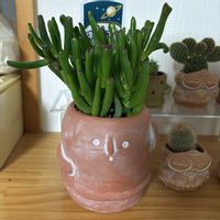ゴーラム（宇宙の木）,多肉植物,ハニワ,ガーデニング超初心者,リビング・ダイニングの画像