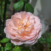 バラ・ミニバラ,バラを楽しむ,咲いてくれてありがとう❤,おうち園芸,小さな庭の画像