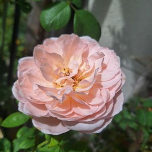 バラ・ミニバラ,バラを楽しむ,咲いてくれてありがとう❤,おうち園芸,小さな庭の画像
