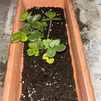イチゴ,いちご,イチゴの芽,苺(いちご),イチゴ栽培の画像