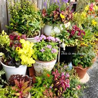 寄せ植え,可愛い,庭の花,癒し,夏の寄せ植えの画像