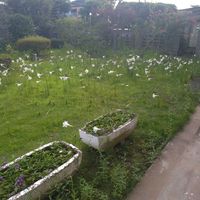 テッポウユリ,タカサゴユリ,熱中症注意⚠の画像